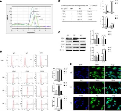 Alpha fetoprotein promotes polarization of macrophages towards M2-like phenotype and inhibits macrophages to phagocytize hepatoma cells